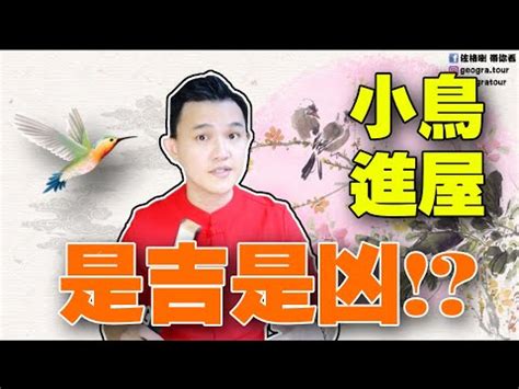 夢見鳥飛進家裡號碼|【夢見鳥號碼】夢見鳥也有好彩頭？夢境解構報你知！。